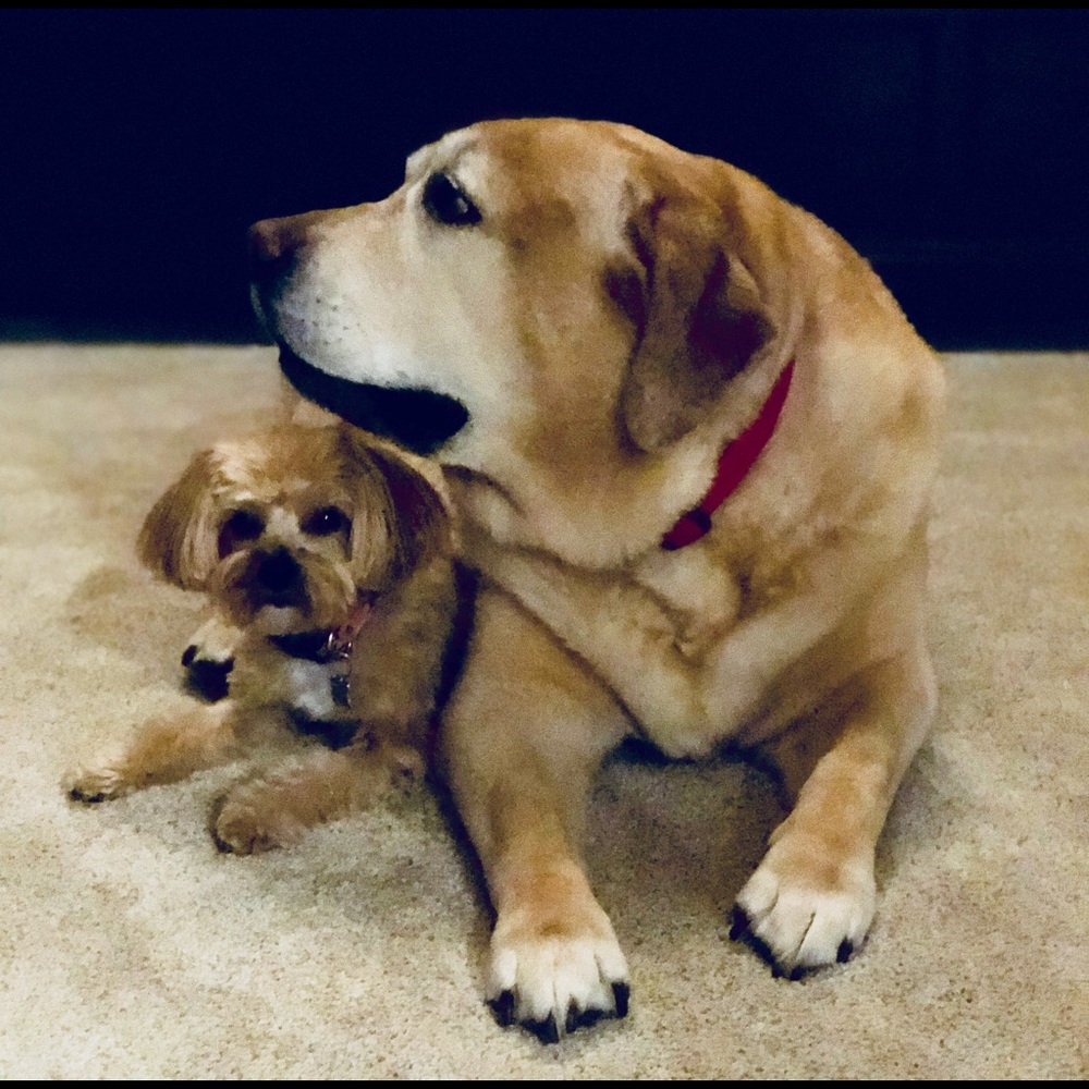 ⭐️⭐️Posh Ambassador ⭐️⭐️